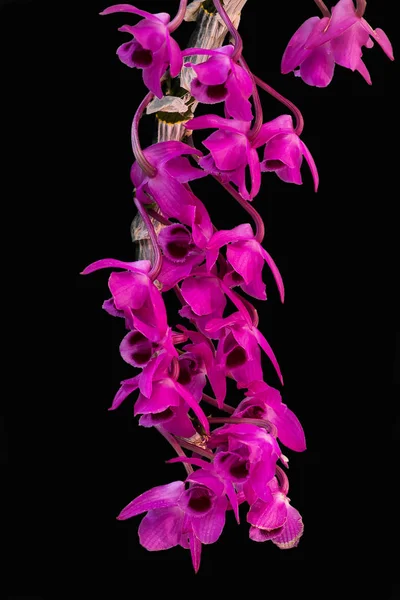 Natureza orquídea flora . — Fotografia de Stock