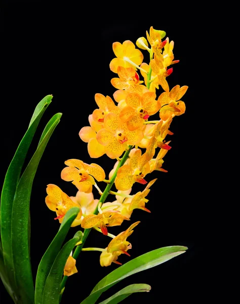 Nature orchid flora. — Stock Photo, Image