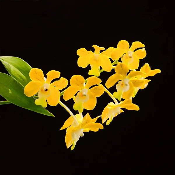 Natura flora orchidea . — Foto Stock