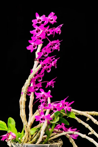 Natura flora orchidea . — Foto Stock