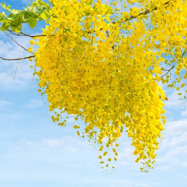 Cassia fistül çiçek.