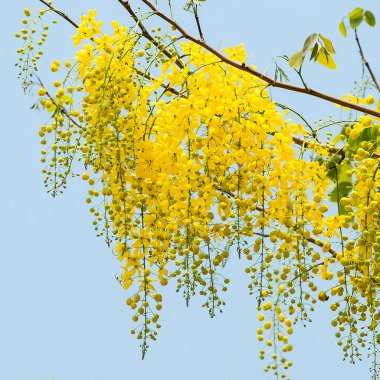 Cassia fistül çiçek.