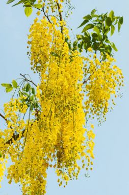 Cassia fistül çiçek.