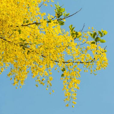 Cassia fistül çiçek.