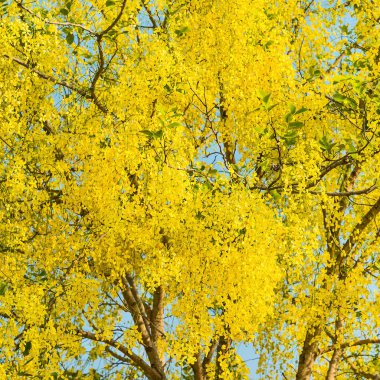 Cassia fistül çiçek.