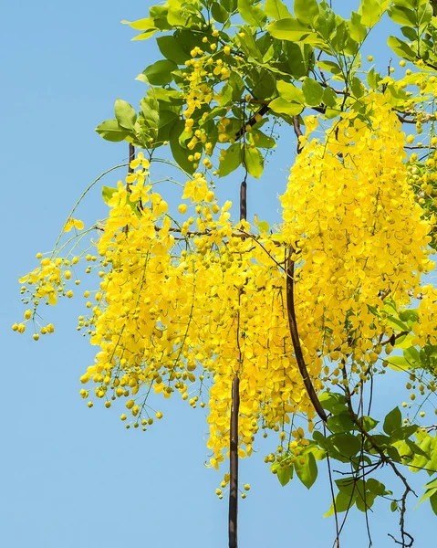 Cassia fistül çiçek.