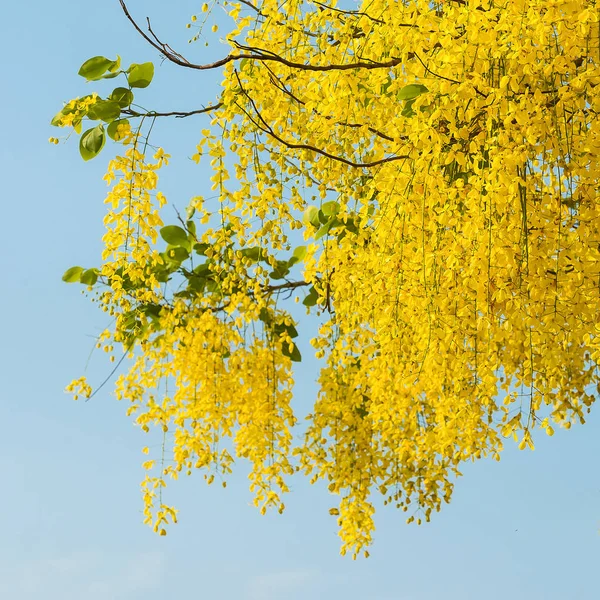 Cassia fistula bloem. — Stockfoto