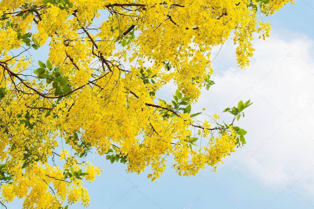 Cassia fistula flower.