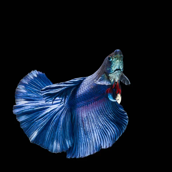 Betta Fisch Thailand — Stockfoto