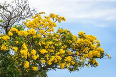 Gümüş trompet ağaç.