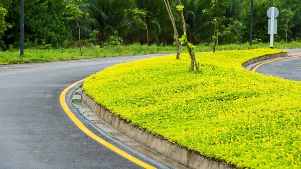 Beauty yellow weed roadside. — Stock Photo, Image