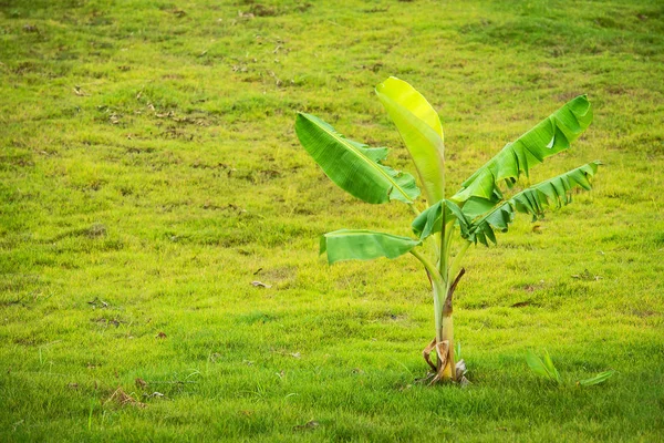 Bananeiras na grama . — Fotografia de Stock