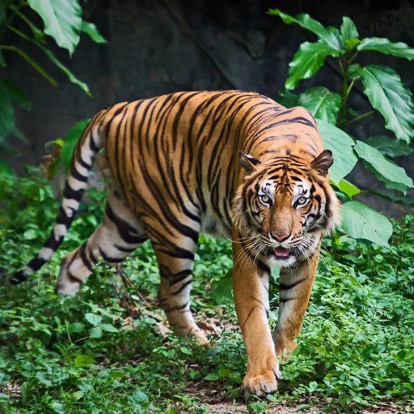 Tygři v zoo. — Stock fotografie