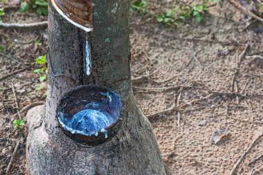 kauçuk lateks kauçuk ağaçları.