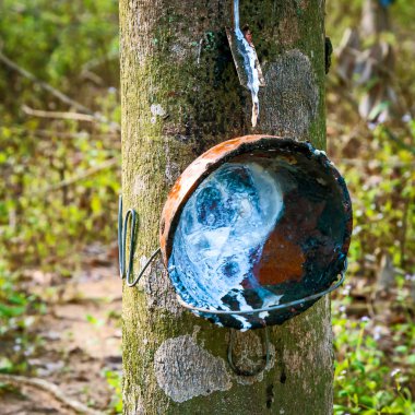 kauçuk lateks kauçuk ağaçları.