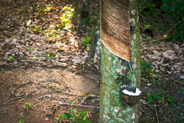 kauçuk lateks kauçuk ağaçları.