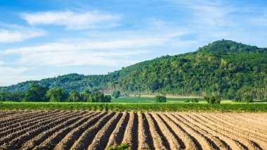 Manyok plantasyon çiftçi.