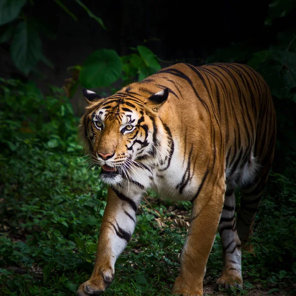 Tijgers in de dierentuin. — Stockfoto