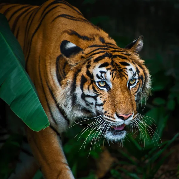 Tigrar på zoo. — Stockfoto