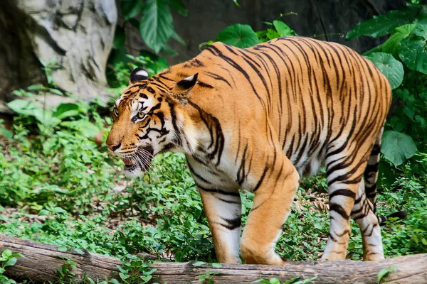 Tygři v zoo. — Stock fotografie