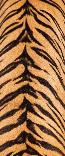 Tigres en el zoológico. —  Fotos de Stock