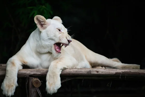 Weißer Löwe im Zoo. — Stockfoto