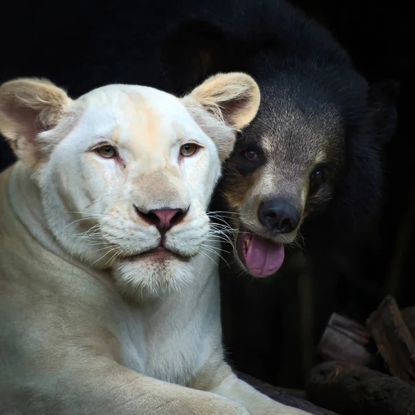El león y el oso negro , — Foto de Stock