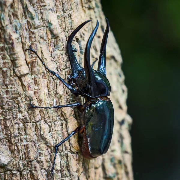 Coléoptère du rhinocéros géant — Photo