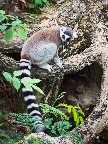 Lemur catta in the zoo. Royalty Free Stock Images