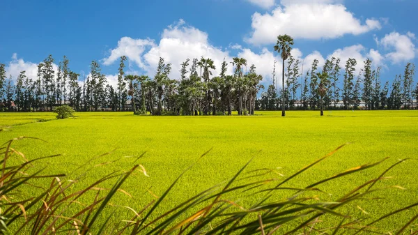 Zielone pola ryżu. — Zdjęcie stockowe