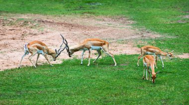 springbok hayvanat bahçesinde kavga.
