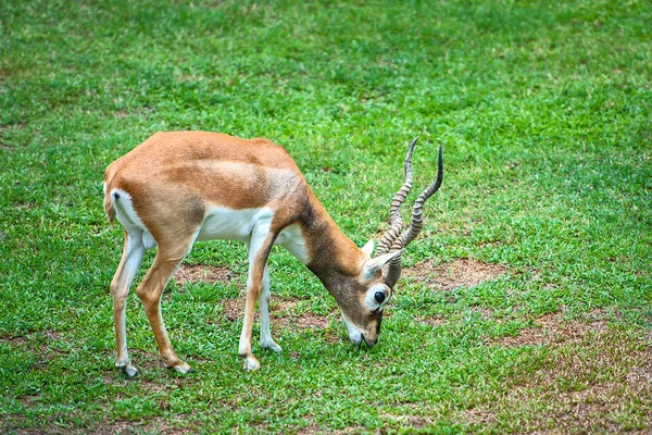 Спрингбок ест траву в зоопарке . — стоковое фото