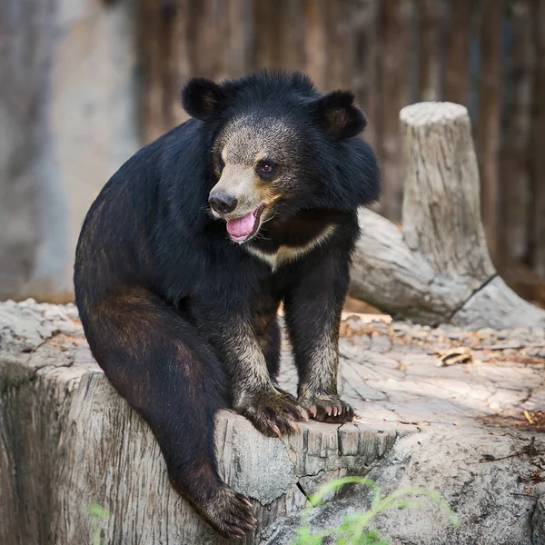Малайский солнечный медведь . — стоковое фото