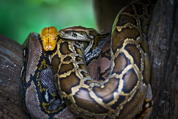 Tigre python e Boa — Fotografia de Stock