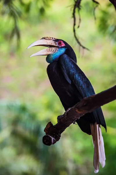 Close up Wreathed Hornbill