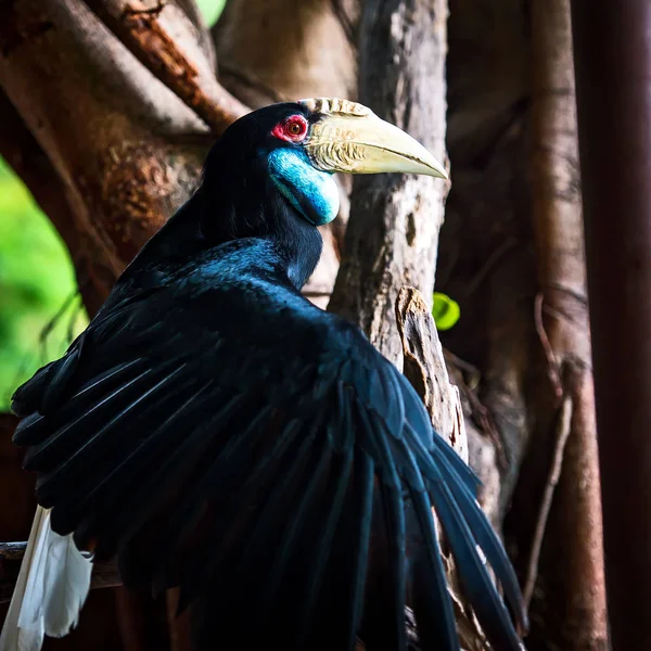 Close up Wreathed Hornbill