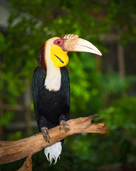 Fechar Hornbill Wreathed — Fotografia de Stock