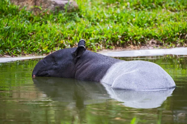 Malaj tapir (tapirus indicus) thailand. — Stockfoto