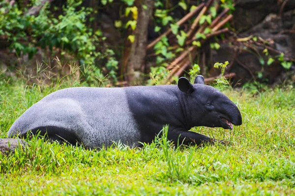 Malayan tapir (tapirus indicus) Tailândia . — Fotografia de Stock