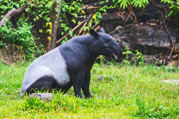 Malayan tapir (tapirus indicus) Tailândia . — Fotografia de Stock