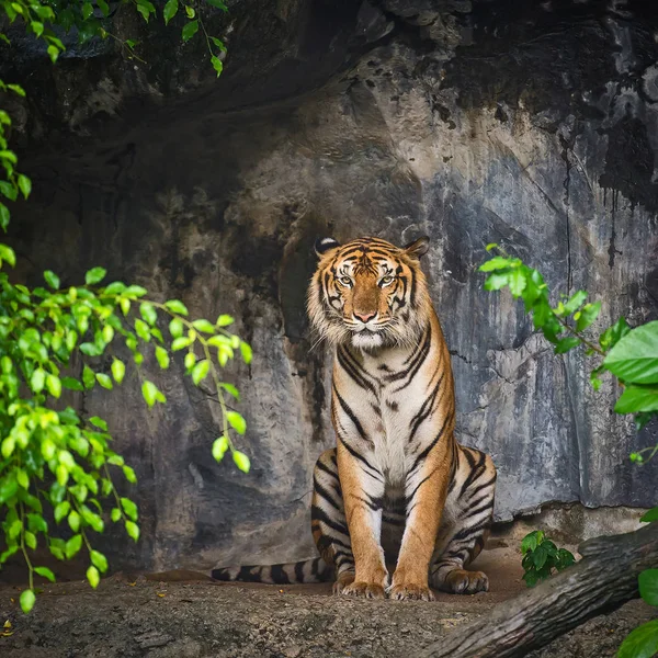 Tigre caché dans des grottes . — Photo