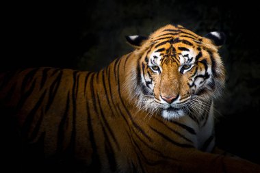 Kaplanlar kadar kapatın.