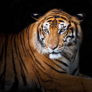 Kaplanlar kadar kapatın.