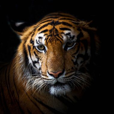 Kaplanlar kadar kapatın.