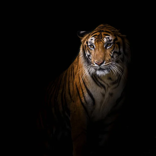 Крупним планом тигра . — стокове фото