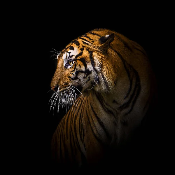 Fechar Tigres . — Fotografia de Stock