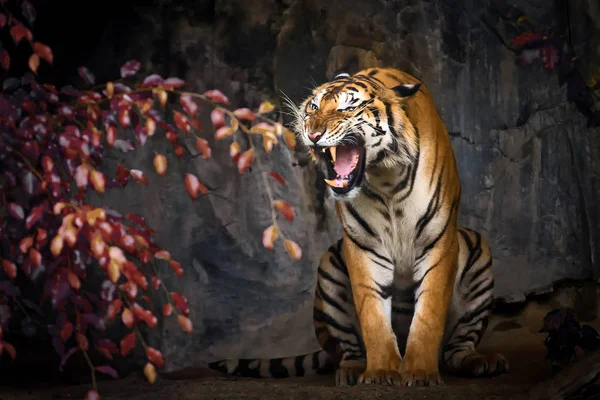 Εσωτερικη τίγρεις. — Φωτογραφία Αρχείου