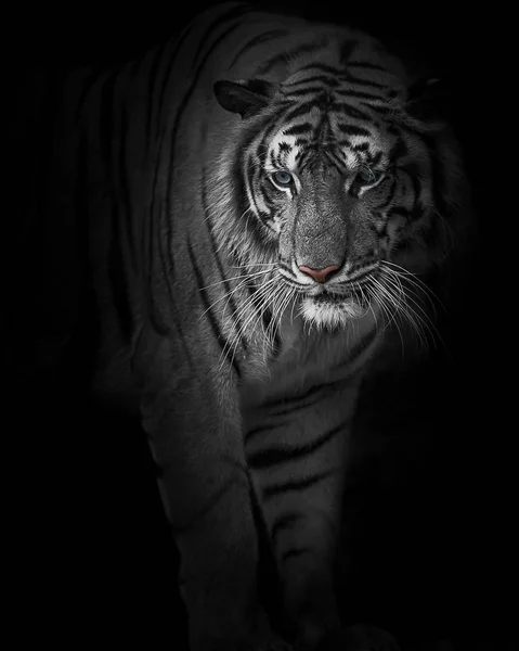 Fechar Tigres . — Fotografia de Stock