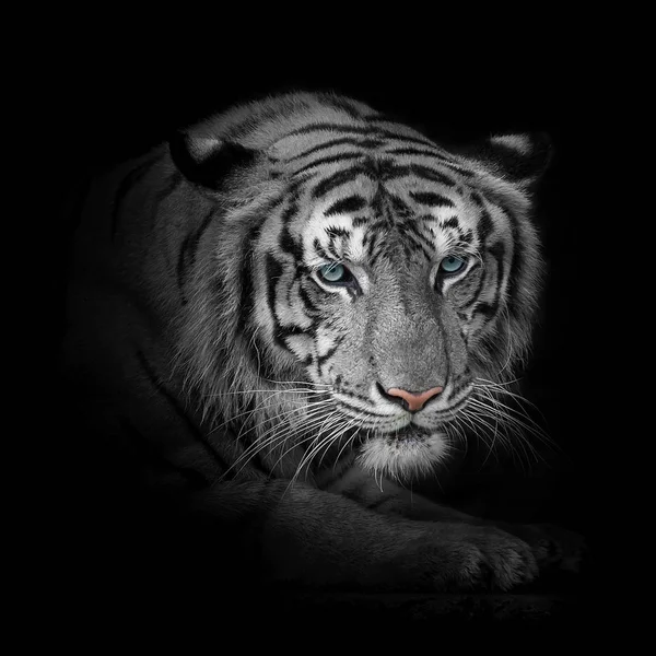 Primer plano Tigre blanco . — Foto de Stock