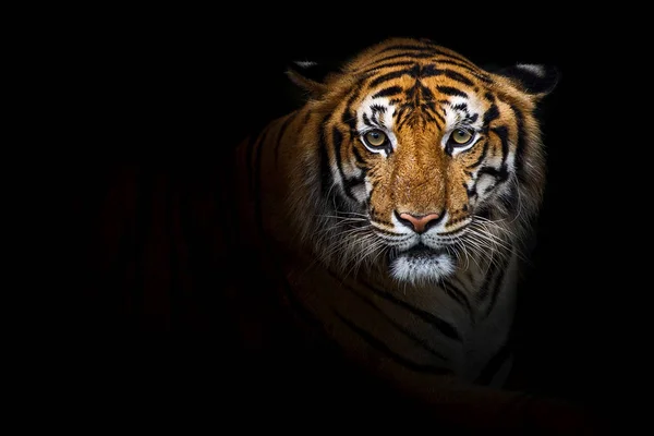 Close up Tigers. — Stock Photo, Image